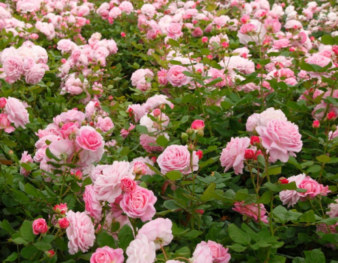 Růže Rosengrafin Marie Henriette