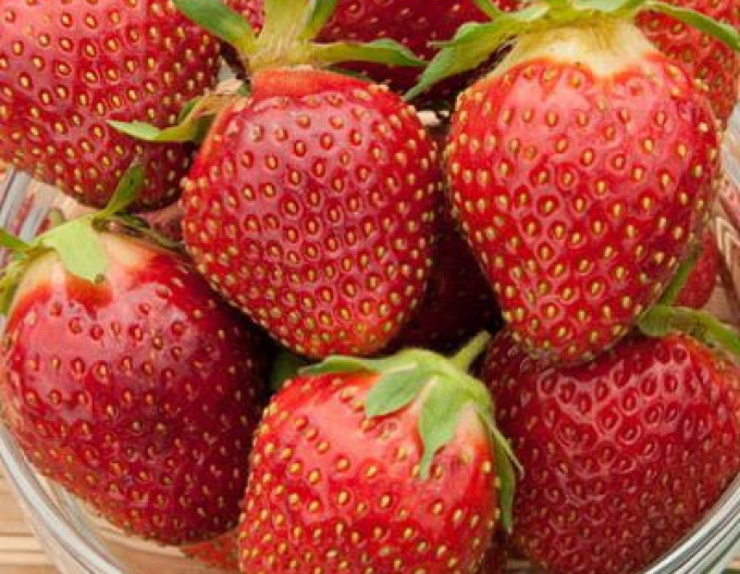 Jahodník jednouplodící  ´Polka´ středně raná