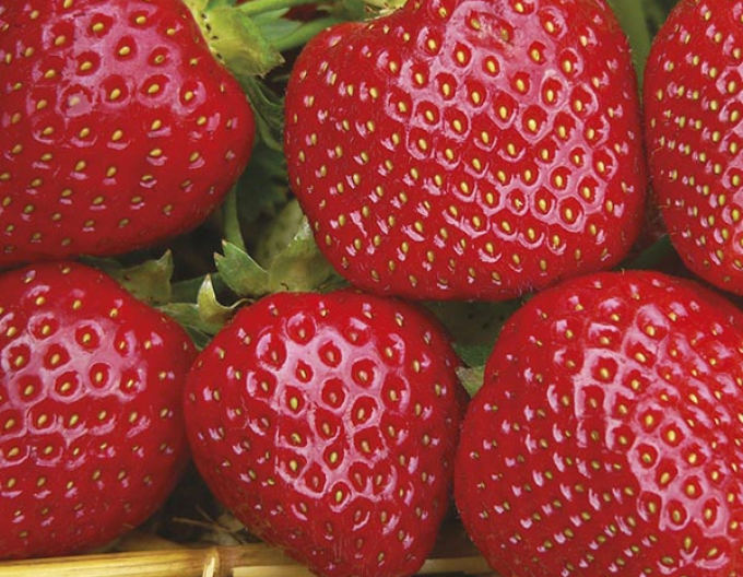 Jahoda Malwina pozdní