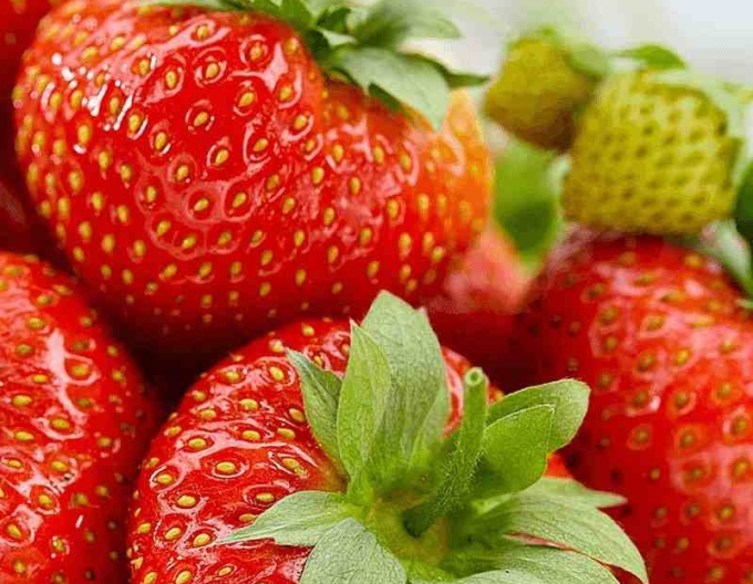 Jahodník stáleplodící ’Aromas’