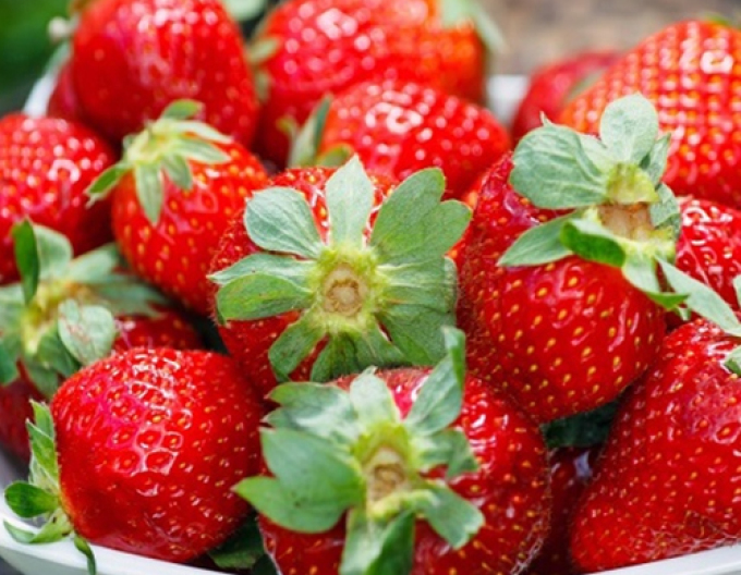 Jahodník stáleplodící ’Diamant’