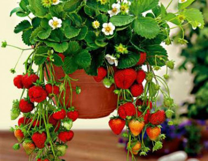 Jahodník ´Mara de Bois´ staloplodící