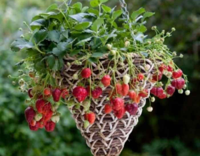 Jahodník ´Mara de Bois´ staloplodící