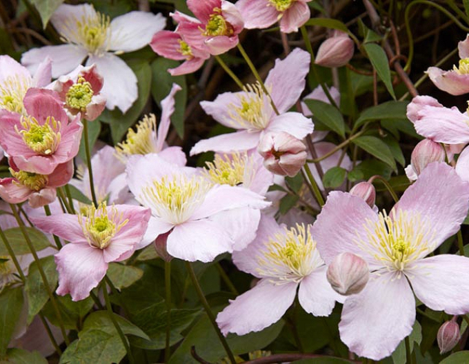 Clematis ´Elizabeth´