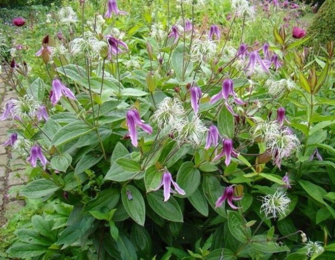 Clematis ´Hanajima´