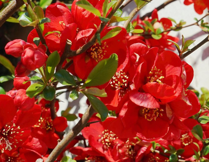 Kdoulovec japonský Cido