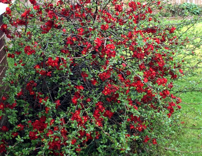 Kdoulovec japonský Cido