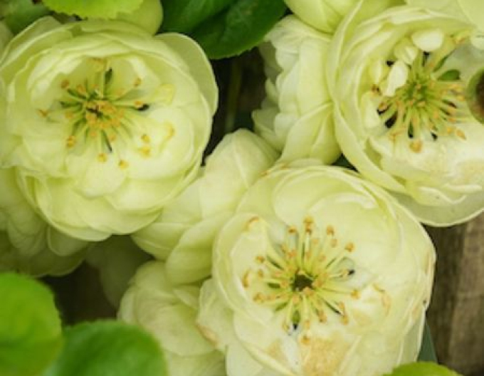 Kdoulovec lahvicovitý  ´Kinshiden´