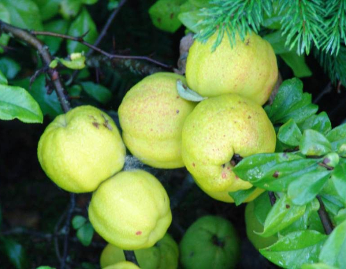 Kdoulovec lahvicovitý  ´Kinshiden´