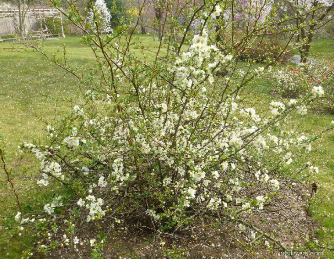 Kdoulovec lahvicovitý  ´Kinshiden´