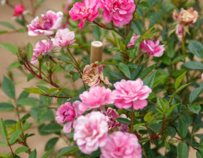 Stromková růže " The Fairy"