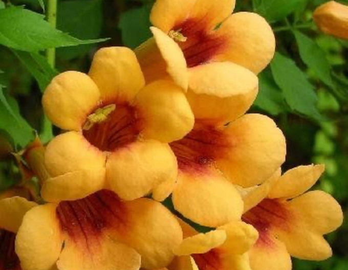 Trubač popínavý ´Judy´