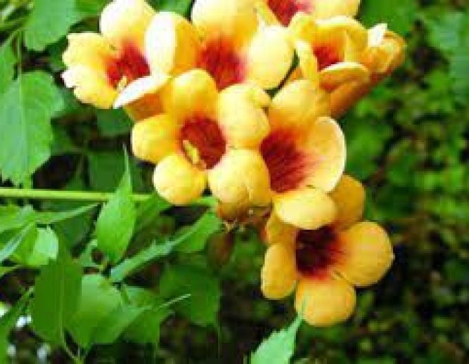 Trubač popínavý ´Judy´