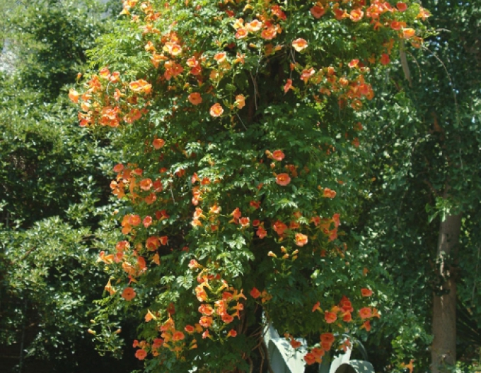 Trubač popínavý ´Judy´