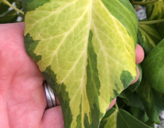 Břečťan kavkazský Sulphur Heart