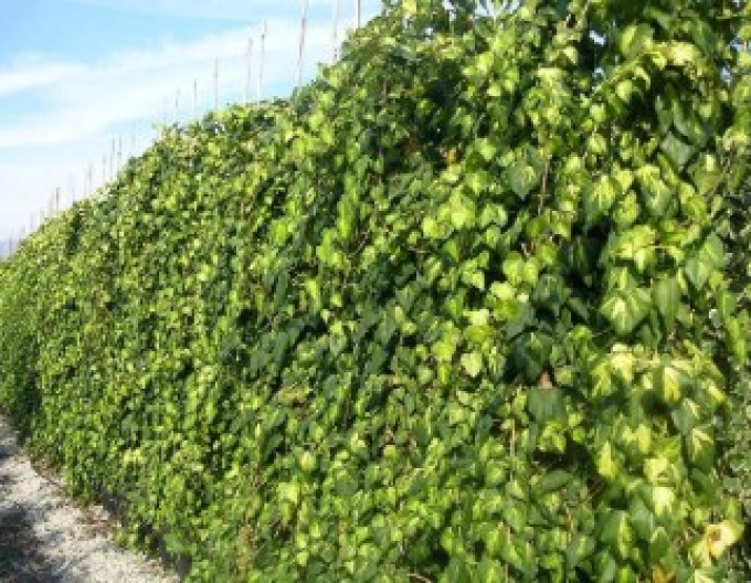 Břečťan kavkazský Sulphur Heart