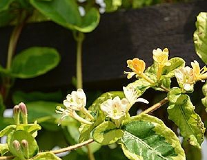 Zimolez japonský ´Kogel - Mogel´