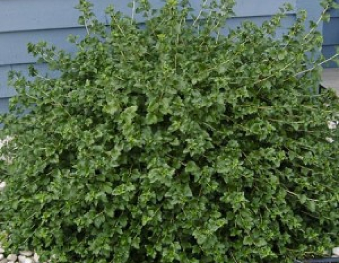 Alpský rybíz Green Mood