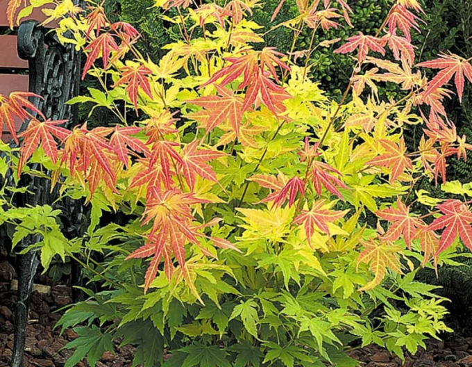 Javor dlanitolistý Orange Dream