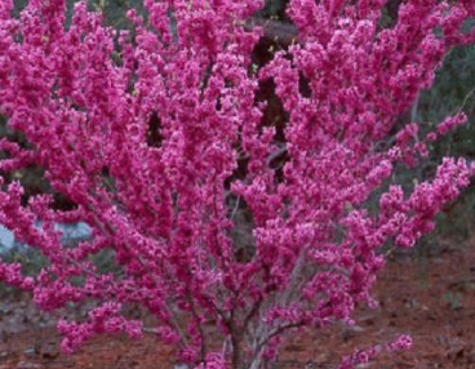 Zmarlika čínská ’Avondale’