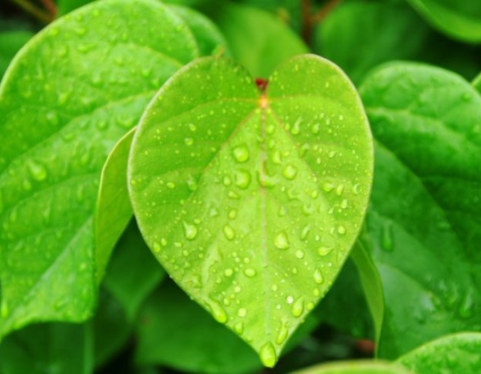 Zmarlika čínská ’Avondale’