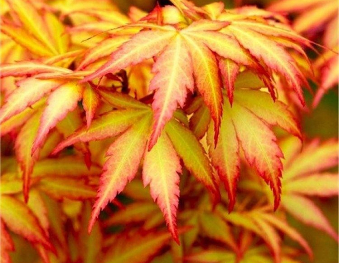 Javor dlanitolistý Orange Dream