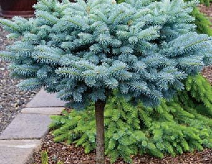 Smrk  "Glauca Globosa"