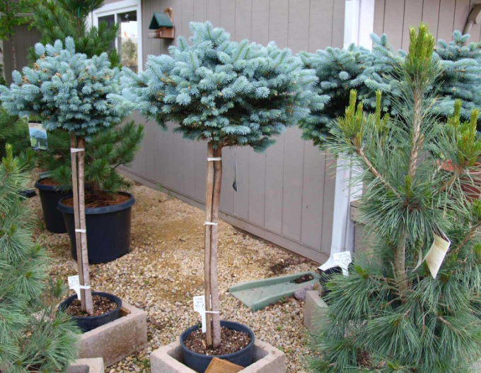 Smrk  "Glauca Globosa"