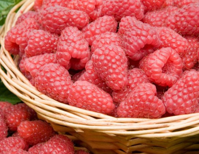 Maliník jednouplodící Tulameen