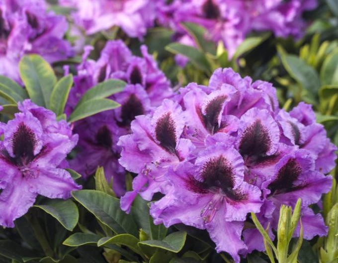 Pěnišník Graal Muritz