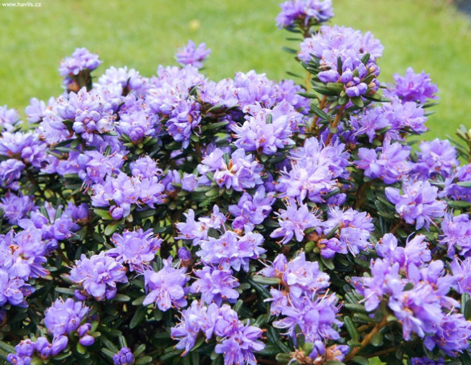 Pěnišník Purple Pillow