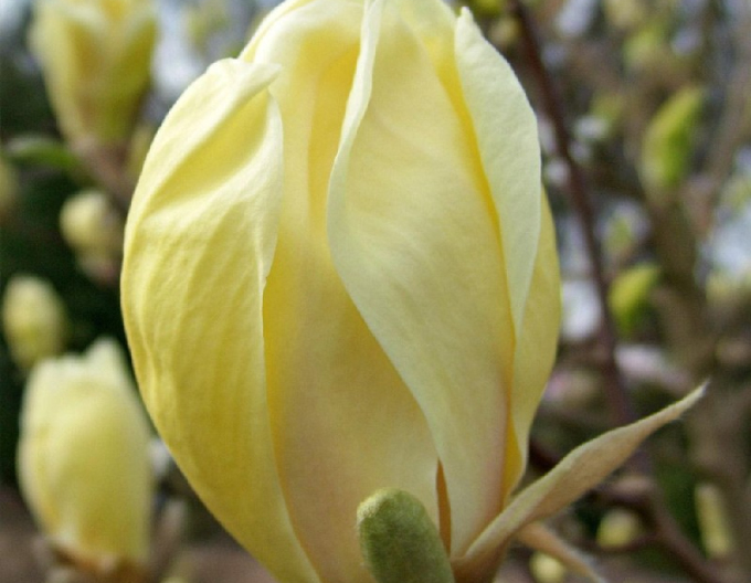 Magnolie ´Yellow Lantern´