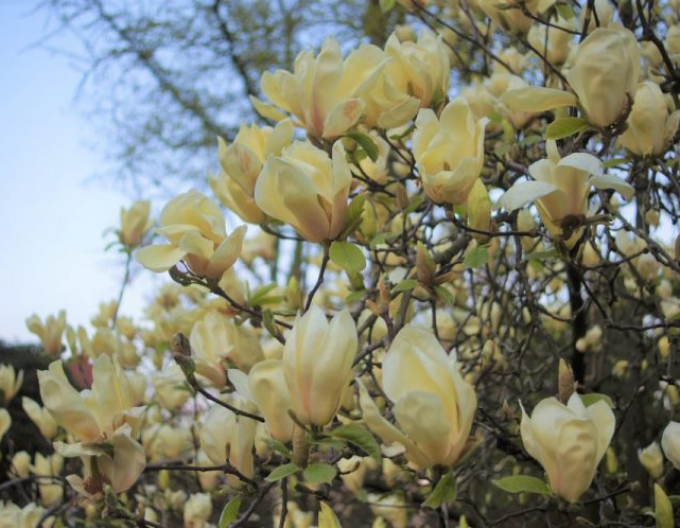 Magnolie ´Yellow Lantern´