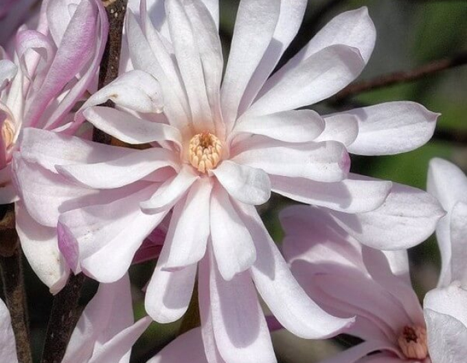 Šácholan ´St. Waterlily´