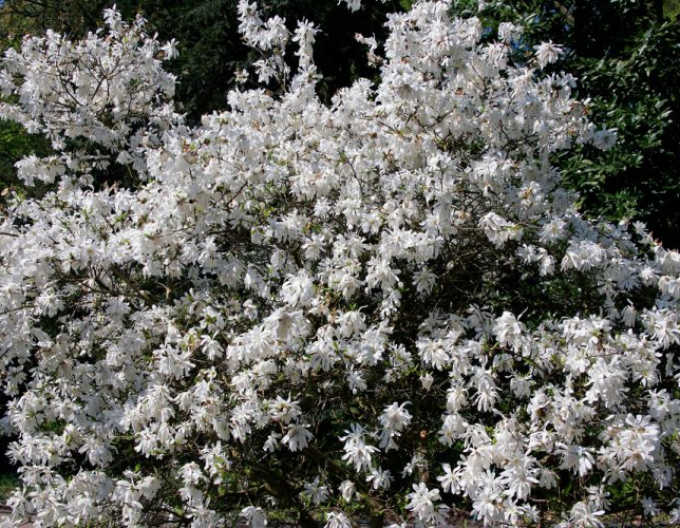 Šácholan ´St. Waterlily´