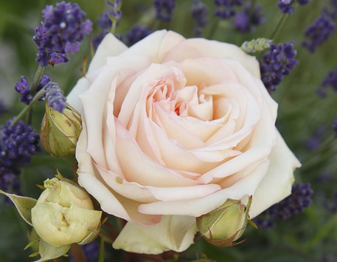 Růže Madame Anisette