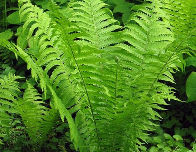 Pérovník pštrosí