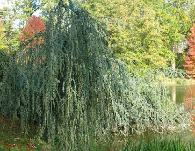 Cedr atlantský ´Glauca Pendula´ 150cm