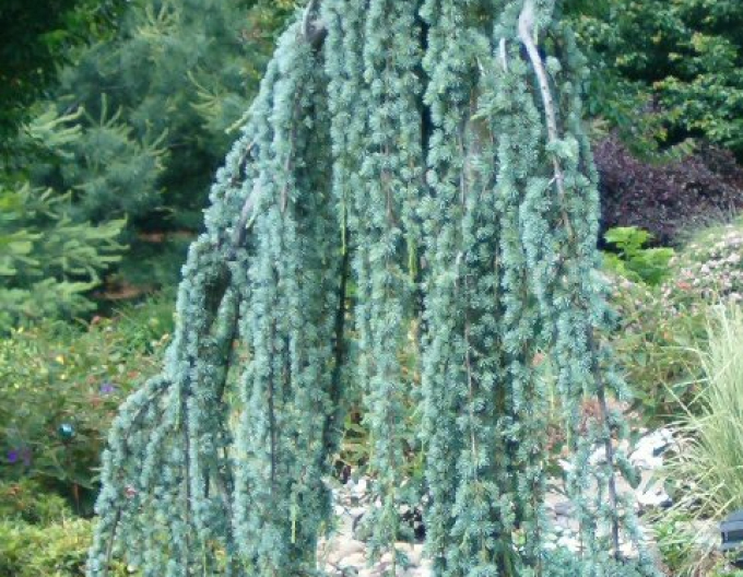 Cedr atlantský ´Glauca Pendula´ 150cm