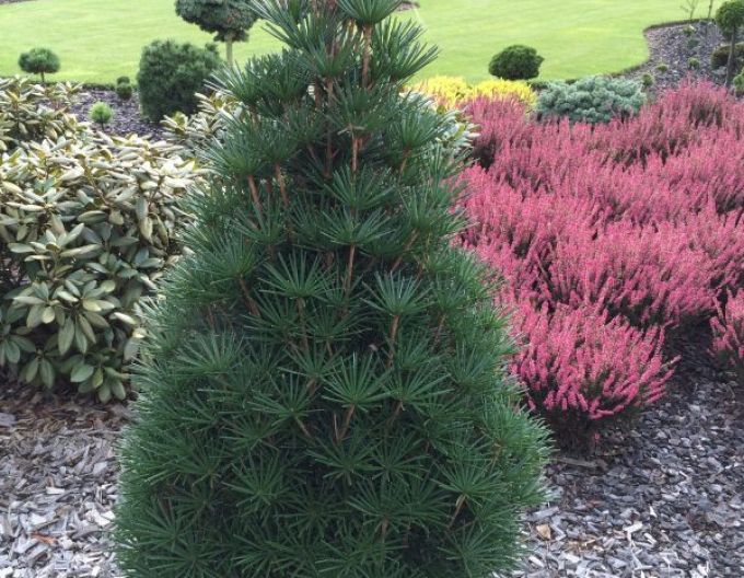 Pajehličník přeslenatý  100/125cm