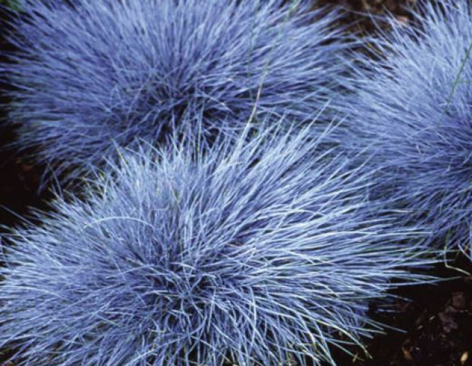 Kostřava "Eisvogel"