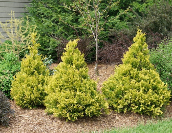 Cypřišek Tsatsumi Gold