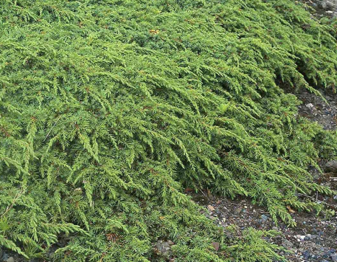 Jalovec Green Carpet