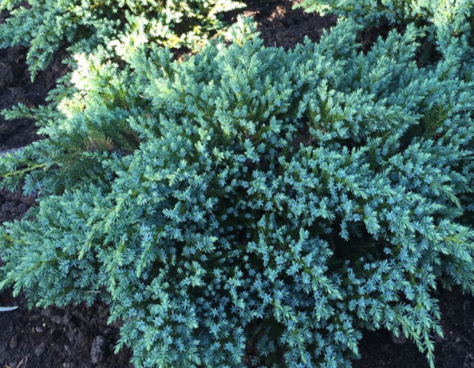 Jalovec Little Joanna