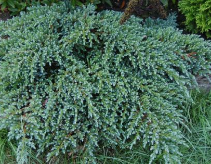 Jalovec Little Joanna