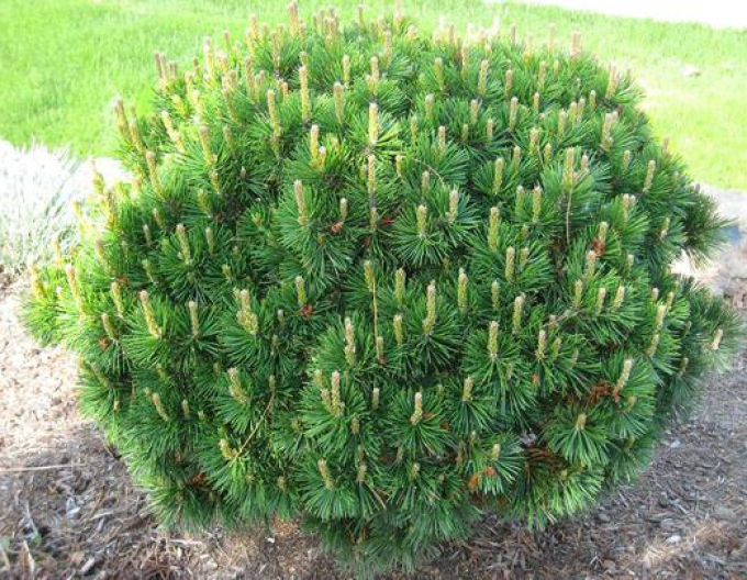 Horská borovice Pumilio