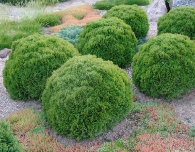 Zerav, túje západní  ´Danica´