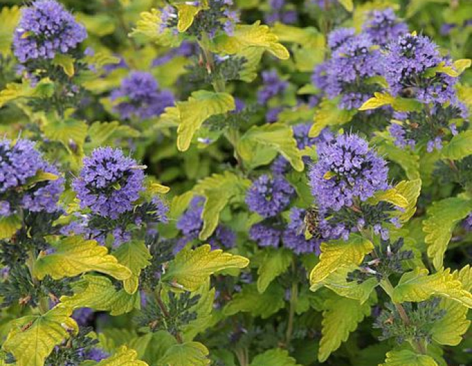 Ořechokřídlec clandonský ´Hint of Gold´