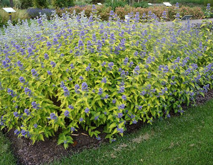 Ořechokřídlec clandonský ´Hint of Gold´