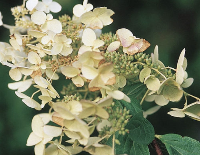 Hortenzie ´Unique´